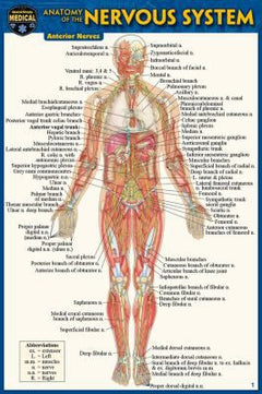 ANATOMY OF THE NERVOUS SYSTEM